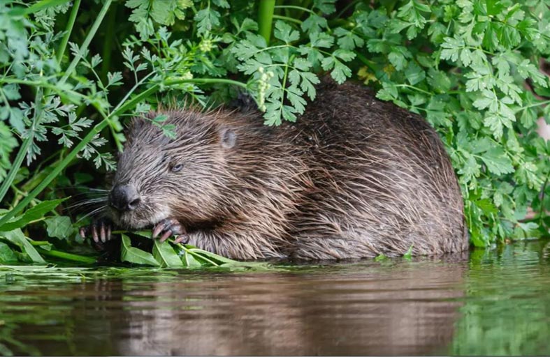 القنادس تعود إلى لندن بعد غياب أربعة قرون 