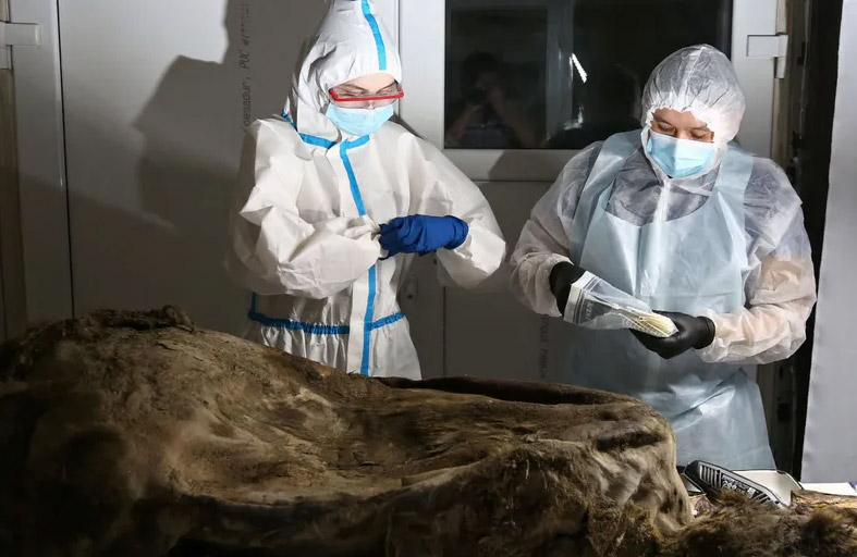 تشريح دب يعود لـ3500 عام وجثته سليمة