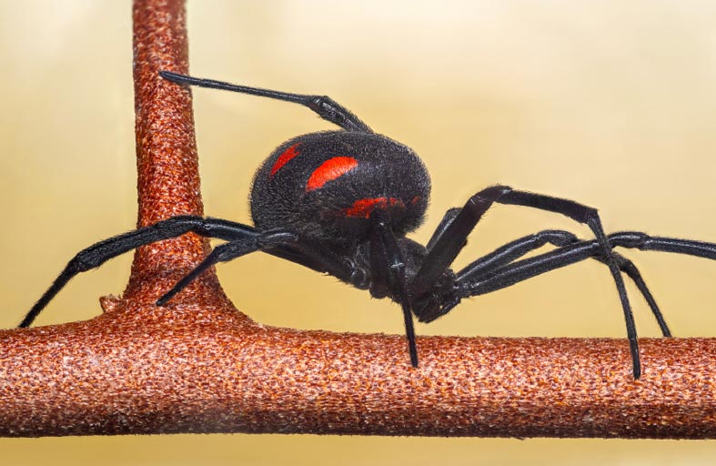 فك شفرة سم عنكبوت «الأرملة السوداء» لعلاجات واعدة للشلل