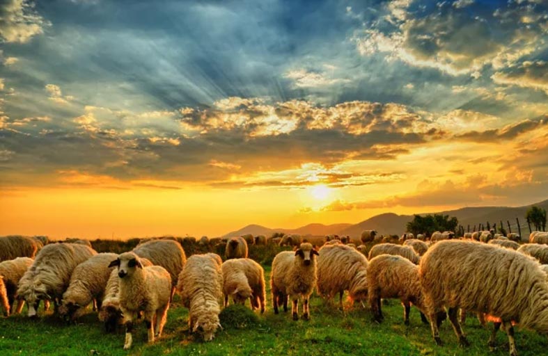 أرسل أغنامه للرعي.. فخسر 350 رأساً 