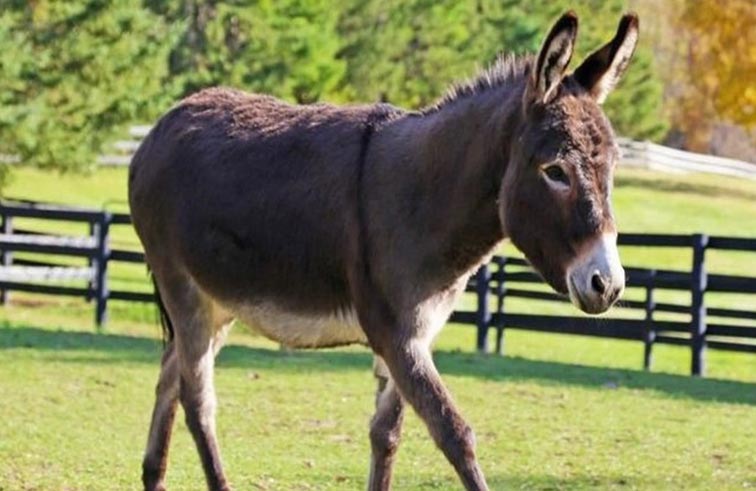 مزارع يفاجئ حماره بهدية غير متوقعة