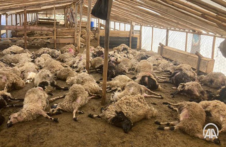 ذئاب ترتكب مجزرة خراف