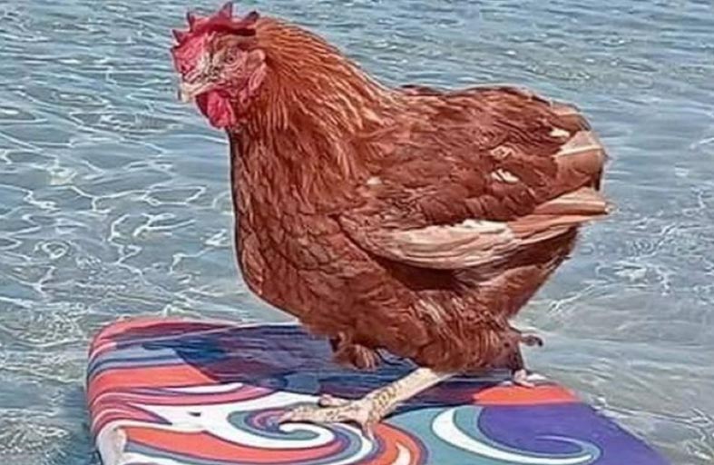 دجاجة مدللة.. حياتها يحلم بها الكثير من البشر
