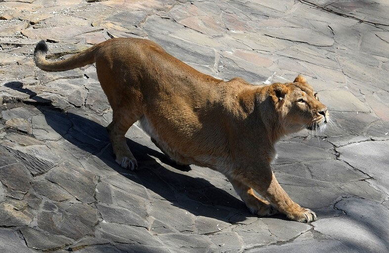 يلقى حتفه بعدما افترسته لبوة في حظيرتها 