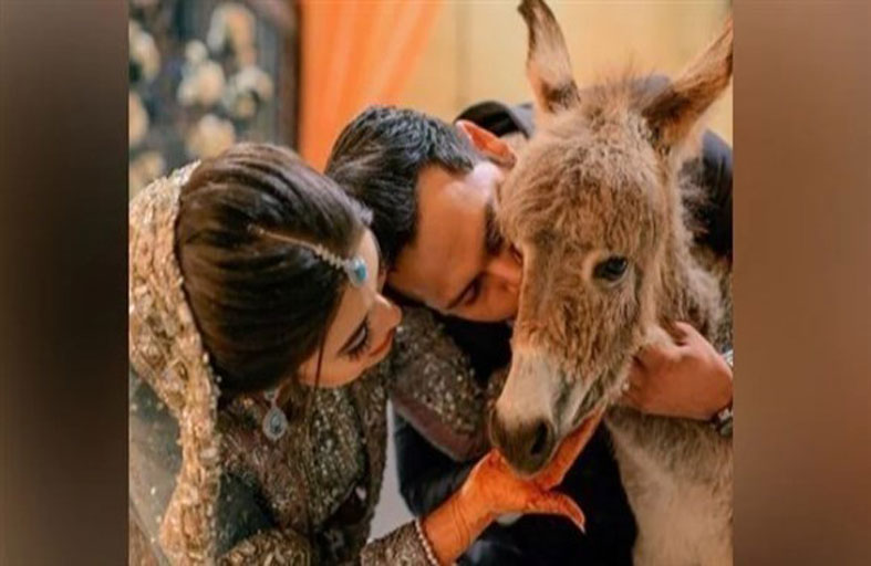 يُهدي عروسه حماراً بحفل الزفاف