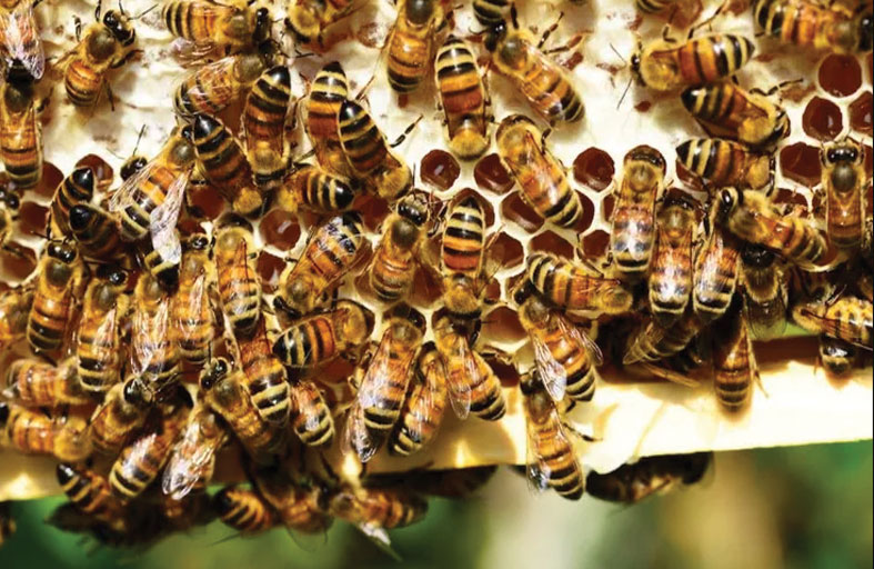 نفوق 3 ملايين نحلة .. سبب خبيث وراء ما حدث