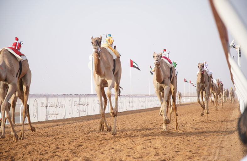 تكبير تخطف صدارة الشوط الأول وعناد ينتزع ناموس الثاني وشاهين يحلق بأفضل زمن