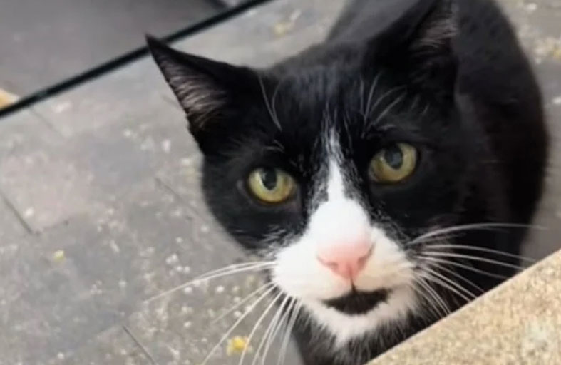 مواء بلهجة بريطانية.. قطة من ليفربول 