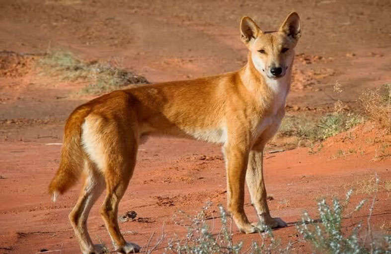 أصيبت بجروح خطيرة في هجوم لكلاب الدنغو