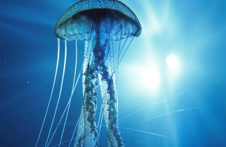 قناديل البحر السامة تهدد السياح في تايلاند