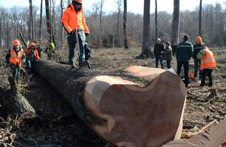 عمرها 200 عام..قطع أشجار بلوط لإعادة ترميم كاتدرائية نوتردام
