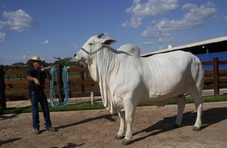 أغلى بقرة في العالم بـ4 ملايين دولار