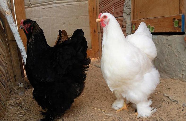 المعجزة مايك.. عاش دون رأس