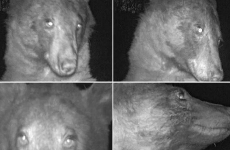 دب التقط 400 صورة سيلفي في غابة