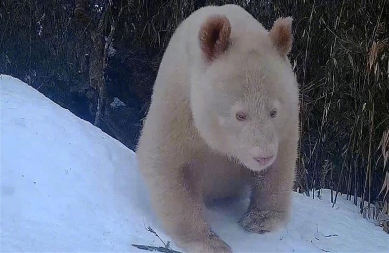 رصد باندا أمهق نادر في الصين