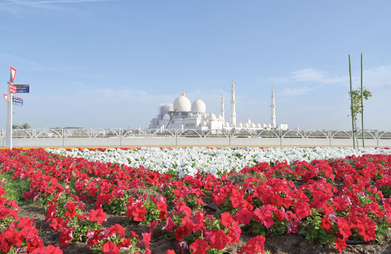 بلدية مدينة أبوظبي ترتقي بالمظهر الجمالي بزراعة 8 ملايين زهرة متنوعة