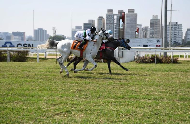 «باسماري راش» بطلة كأس الوثبة  للخيول العربية في البرازيل