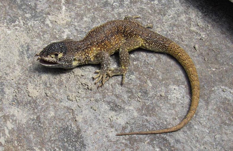 اكتشاف نوع جديد من السحالي