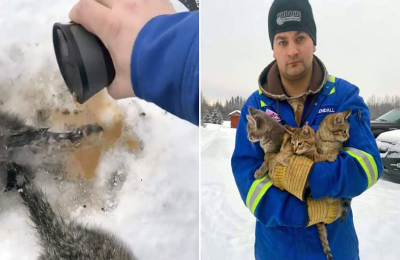 ينقذ قططا من الموت بكوب قهوة 