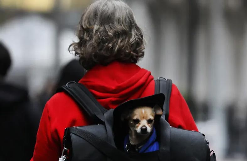 رصد انتقال جدري القرود من إنسان إلى حيوان