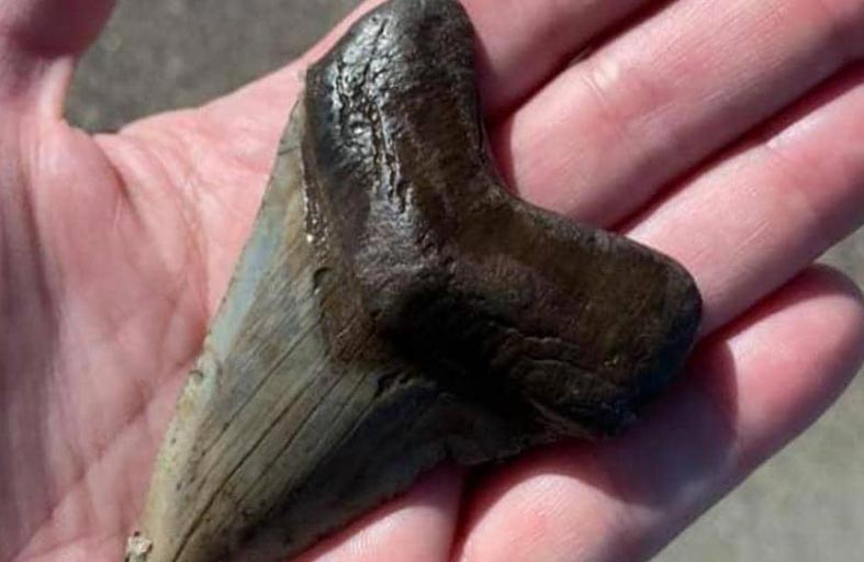 سن ضخمة على الشاطئ.. وصاحبها لا يزال مجهولا