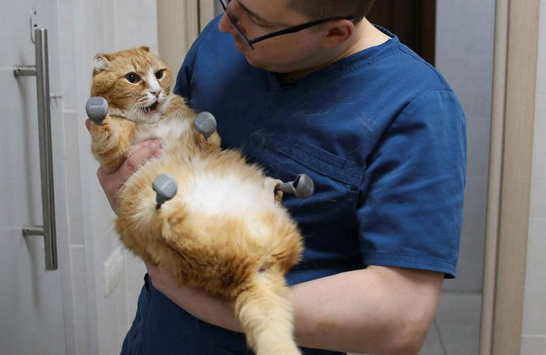 الأطراف الاصطناعية تمنح قطا فرصة للحياة