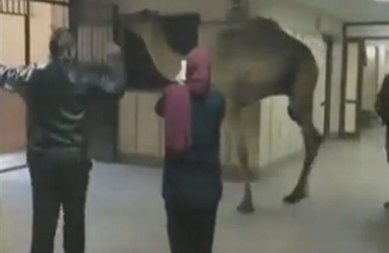 جمل يقتحم مستشفى 