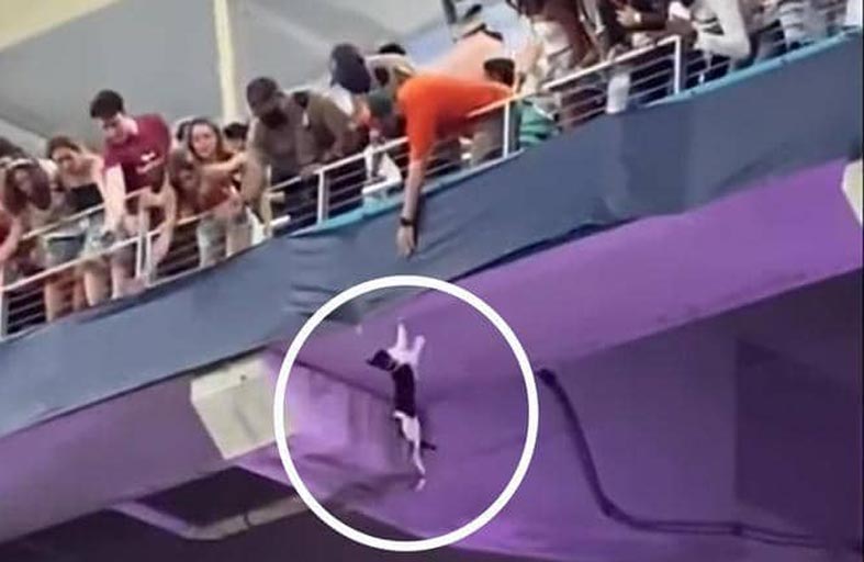 قطة معلقة في الهواء تحير ملعب كرة قدم