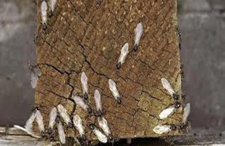 أسراب  النمل الطائر تغزو بريطانيا