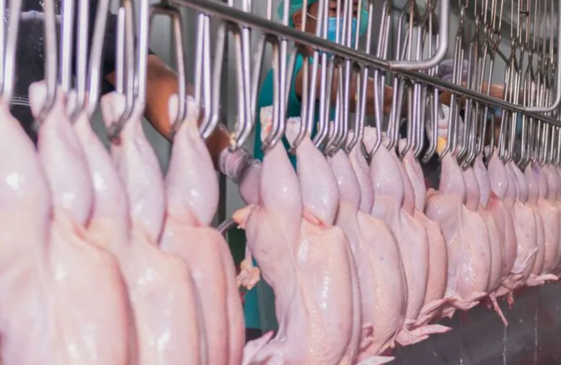 لصوص يستولون على 133 طنا من الدجاج