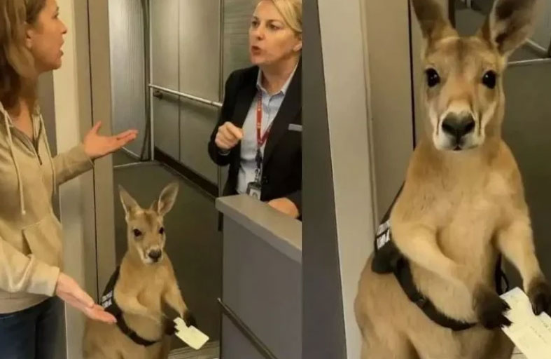 حقيقة فيديو الكنغر الممنوع من الصعود إلى الطائرة 