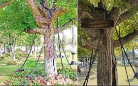 اعتقال شجرة منذ 125 عاماً