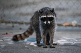 تنقذ رضيعها من هجوم راكون في المنزل