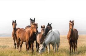 الخيول تخطط للمستقبل وتفكر بشكل إستراتيجي