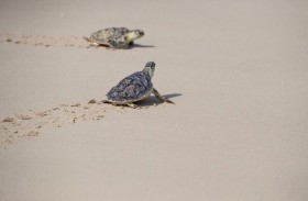 في يوم السلاحف العالمي.. بيئة الشارقة تطلق برنامج الاستجابة لجنوح الحياة البحرية