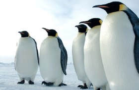 البطاريق تغامر بنفسسها مع حظر التجول