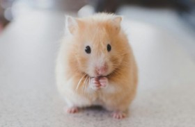 هبوط اضطراري في البرتغال بسبب 130 هامستر