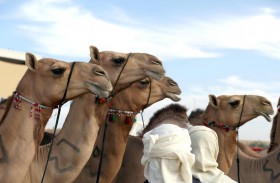 مهرجان الظفرة 15 يبدأ ترصيص الإبل المشاركة في المزاينة يوم الجمعة القادم