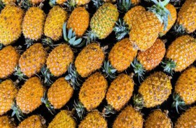 كوكايين بثلاثة أرباع مليار دولار في  براميل أناناس