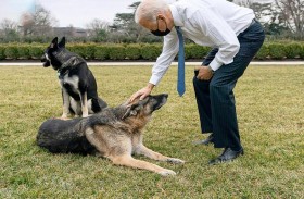 نفوق كلب جو بايدن تشامب