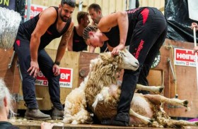 تحقق رقماً قياسياً بحلق صوف 370 خروفاً 