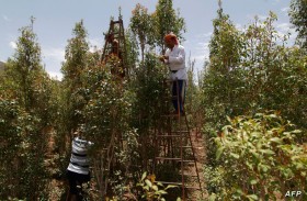 اليمن.. قرار بمنع دخول القات إلى سقطرى