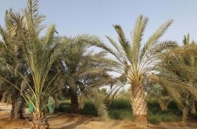 تباشير الرطب تعلن بدء موسم القيظ في الظفرة