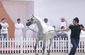 35 خيلا تحقق أكثر من 8 ملايين درهم وتعزيز عنصر الجودة لدى المستفيدين