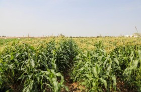 المبادرات والحملات الزراعية الوطنية.. برامج مبتكرة تعزز التنوع الغذائي واستدامة الاقتصاد الإماراتي