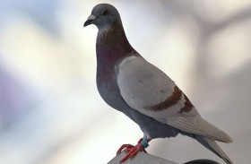 الهند تطلق سراح «حمامة التجسس»