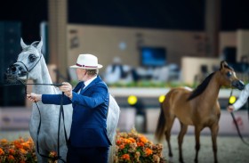 انطلاق بطولة عجمان لجمال الخيل العربية في دورتها الـ22