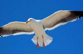 طائر يسرق متجراً شهيراً