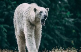 دب قطبي يقتل أما وطفلها