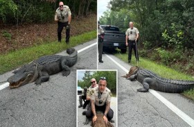 اعتقال تمساح في ولاية أمريكية